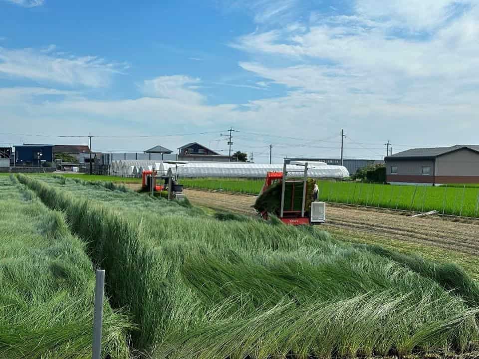 い草