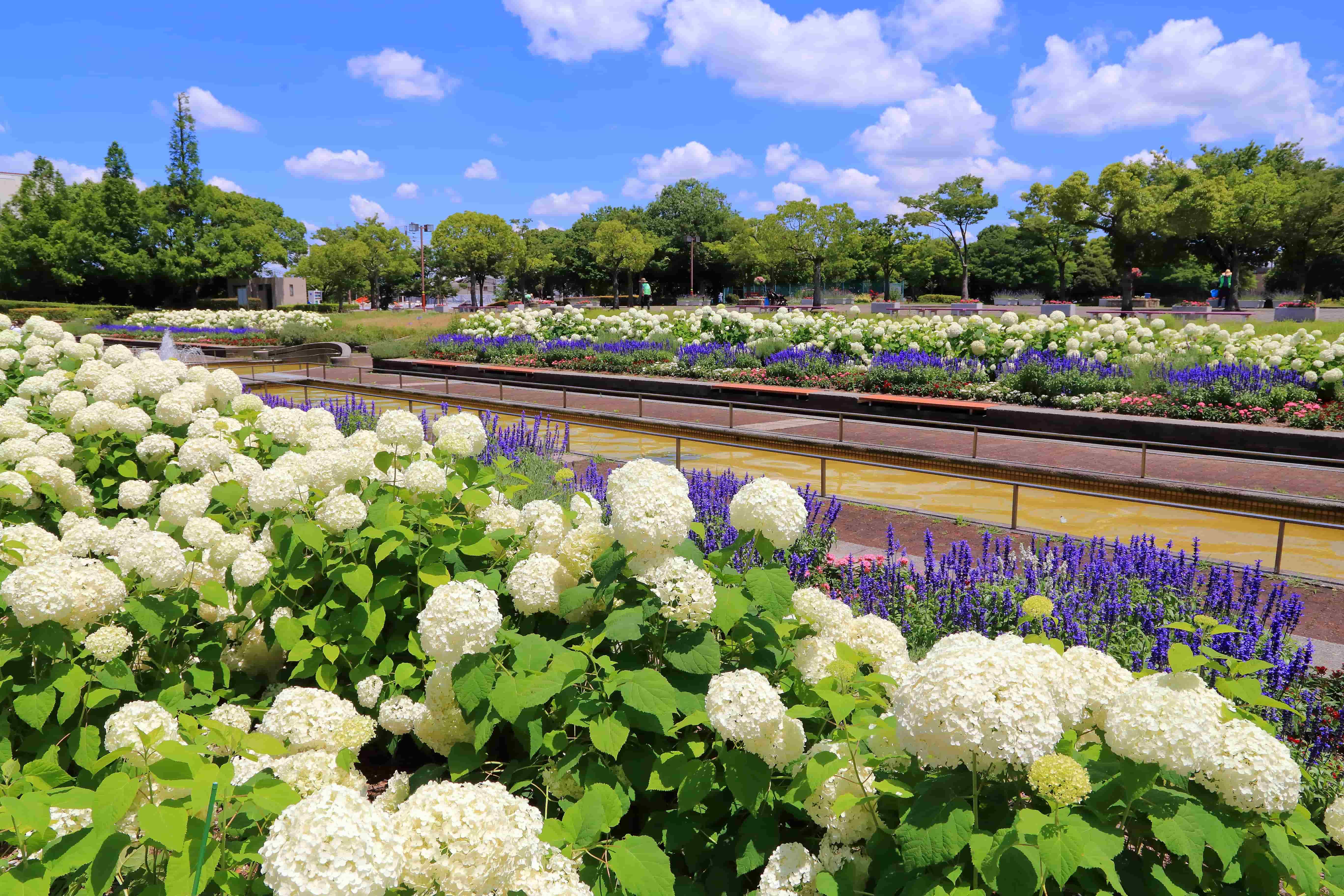 初夏の荒子川公園サンクガーデン