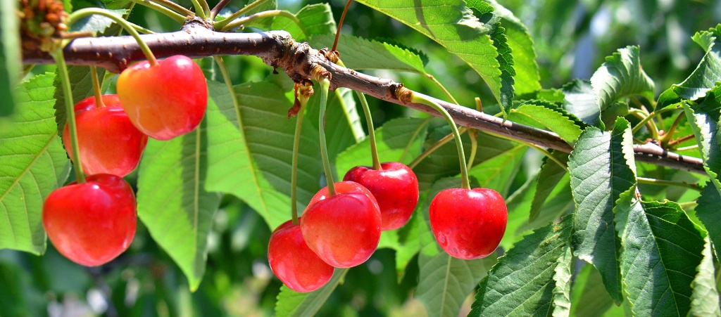 聖籠町のさくらんぼ