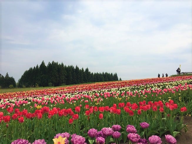 正子のチューリッぷ園