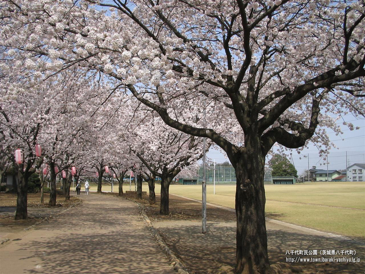 八千代町の町民公園の桜