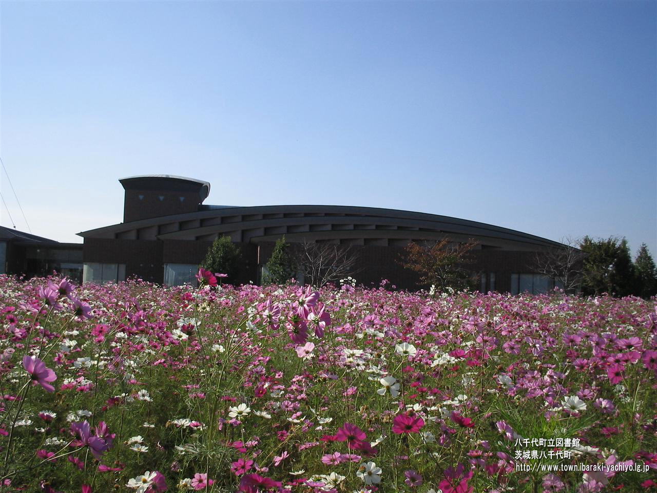 八千代町の図書館とコスモス