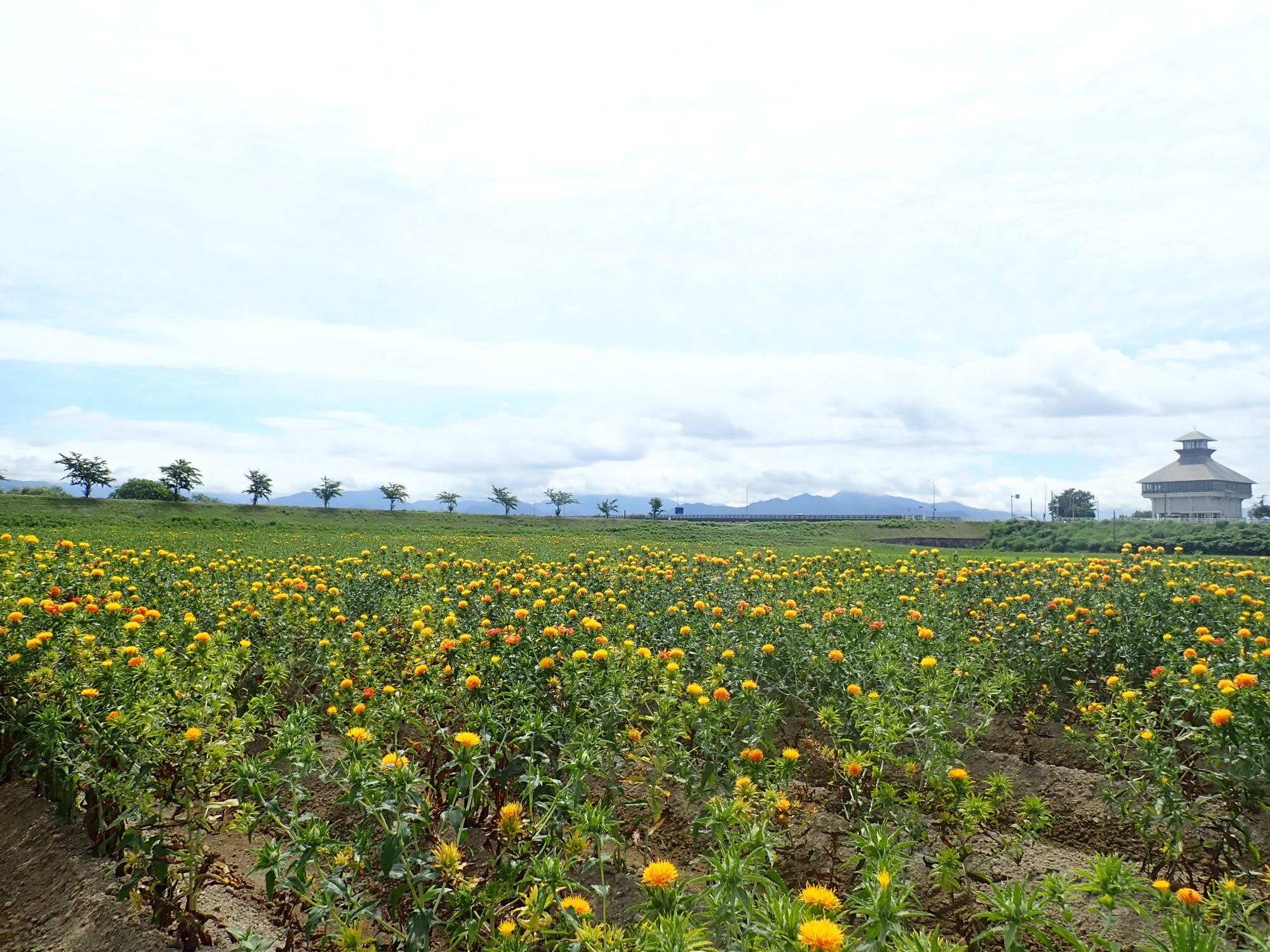 河北町のべに花
