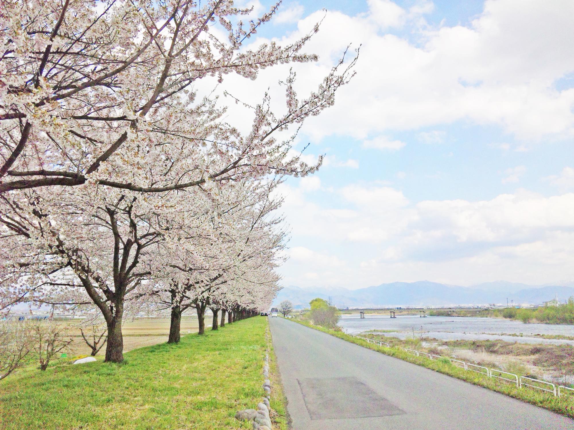 河北町の溝延桜堤写真