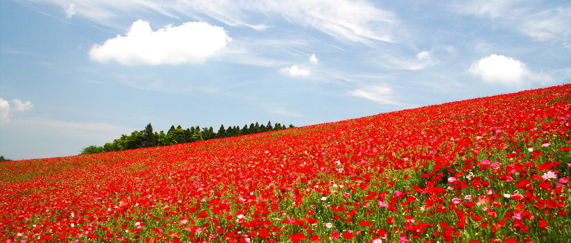 皆野町のポピー
